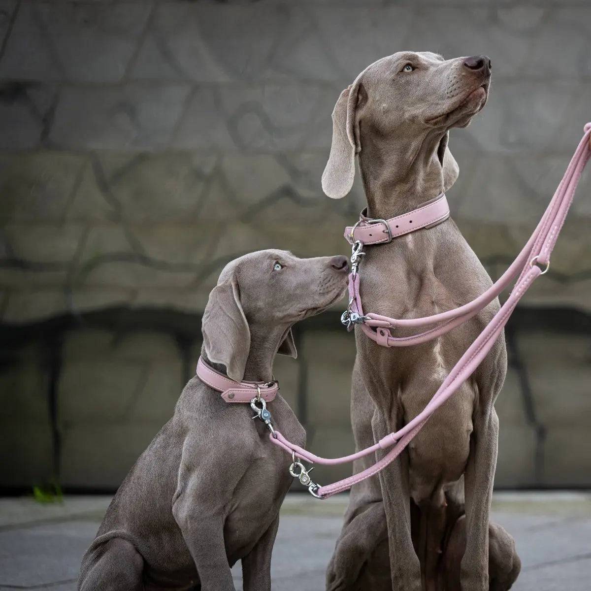 AMICI ROSE - Stilvolles Nappa-Halsband für modebewusste Hundefreunde LABONI