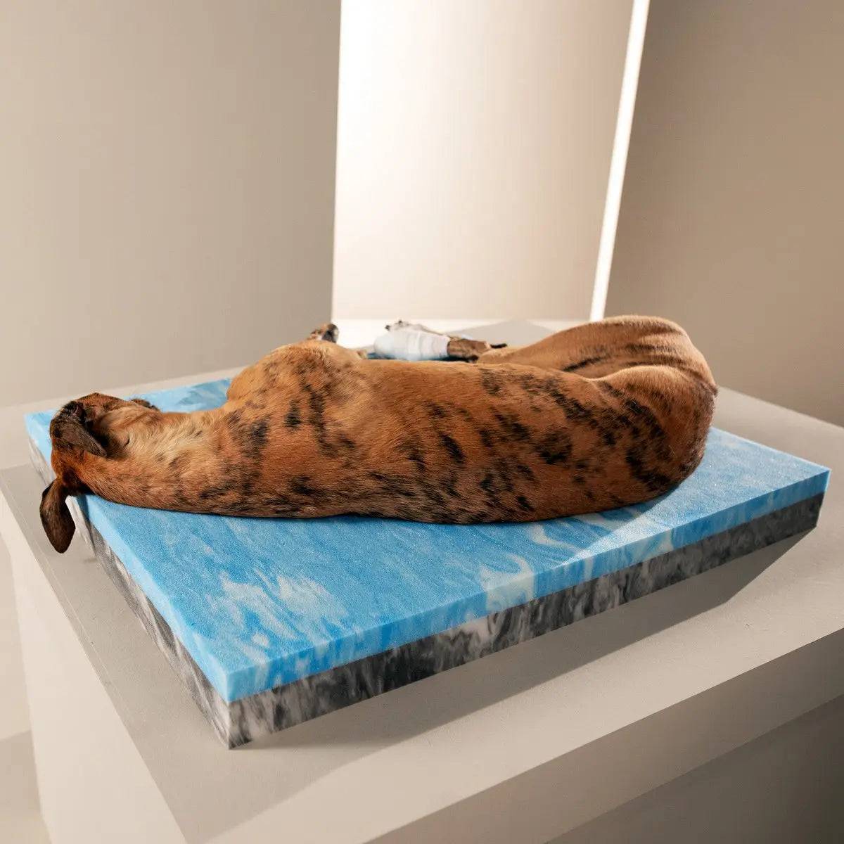 ORTHO Hundebett - GLAM SAND LABONI