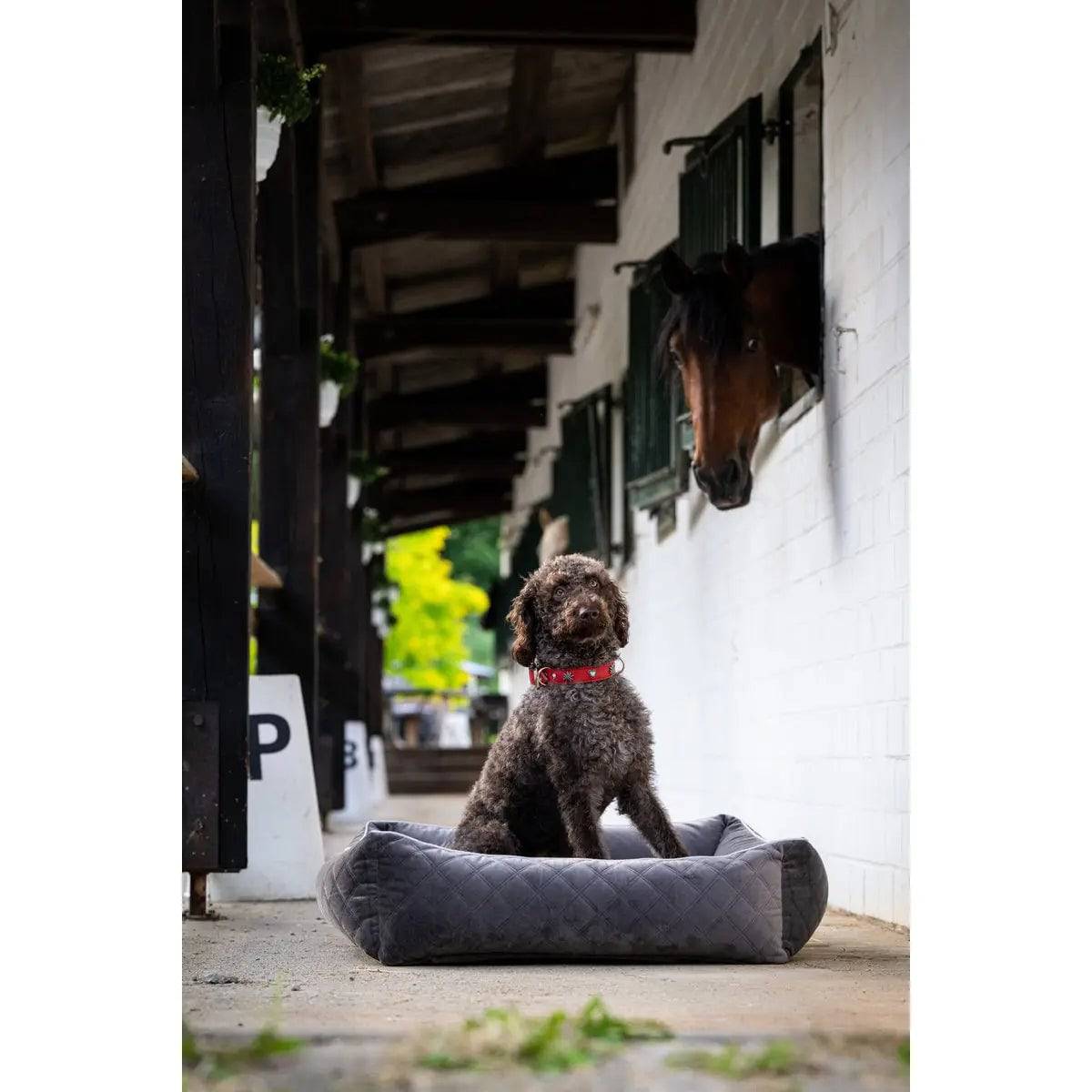 CLASSIC Hundebett - OXFORD STONE LABONI