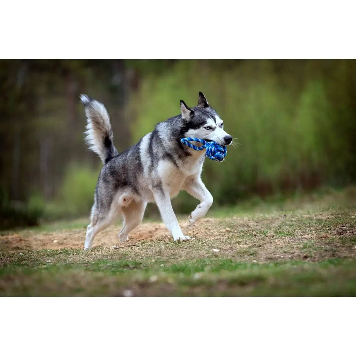 Maxi Schleuderball - Kult-Spielzeug für Hunde LABONI