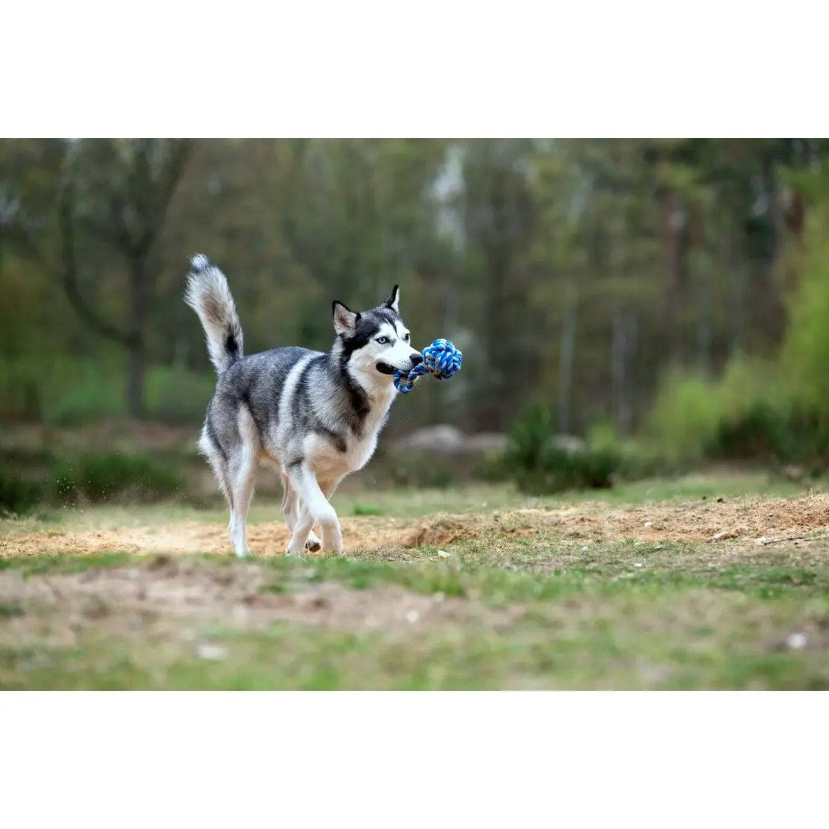 Maxi Schleuderball - Kult-Spielzeug für Hunde LABONI