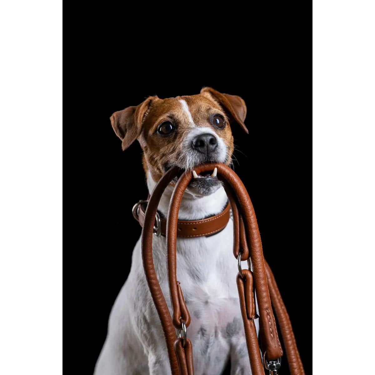 AMICI Cognac - Stilvolles Nappa-Halsband für modebewusste Hundefreunde LABONI