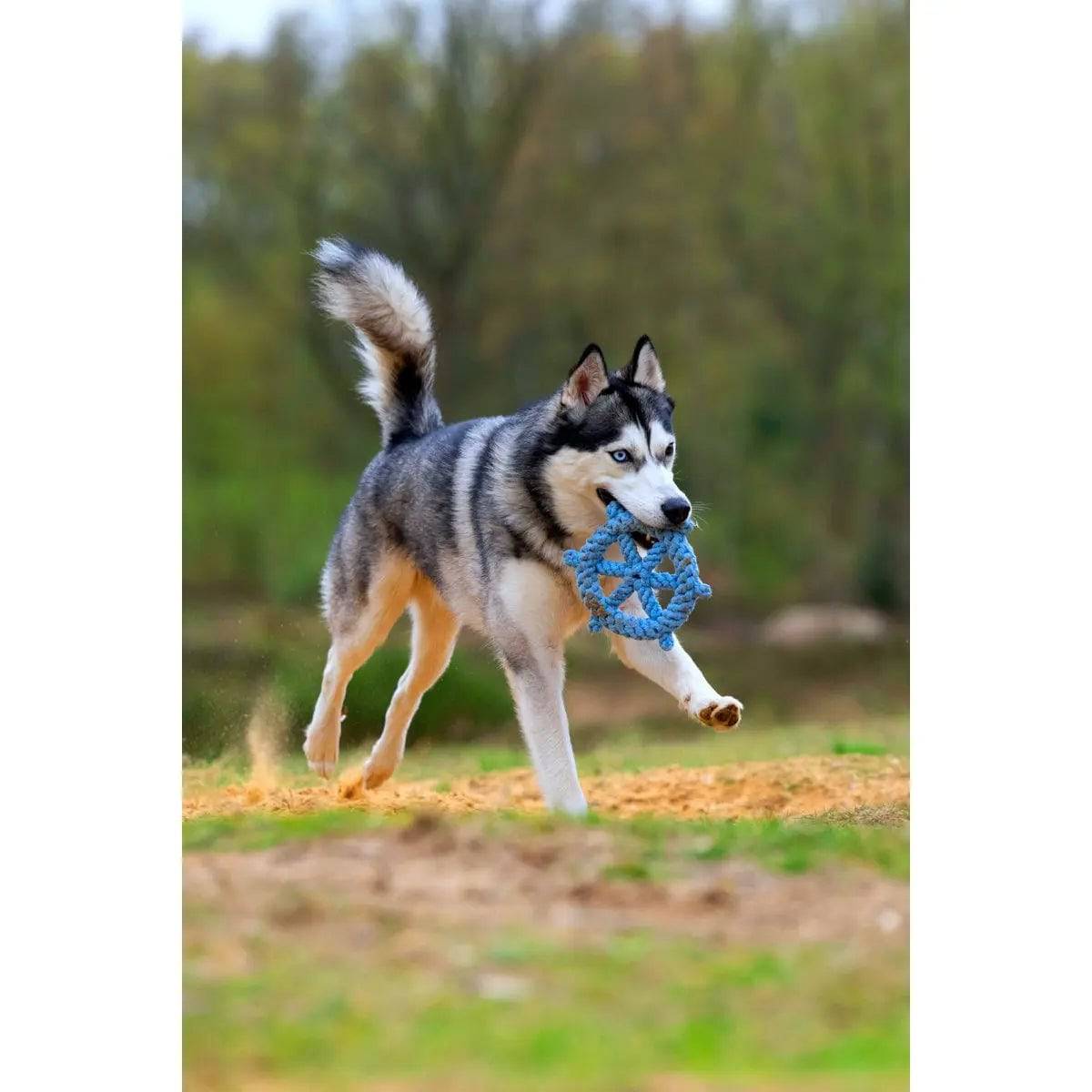 Ahoy LABONI - Spielzeug-Set für Hunde LABONI