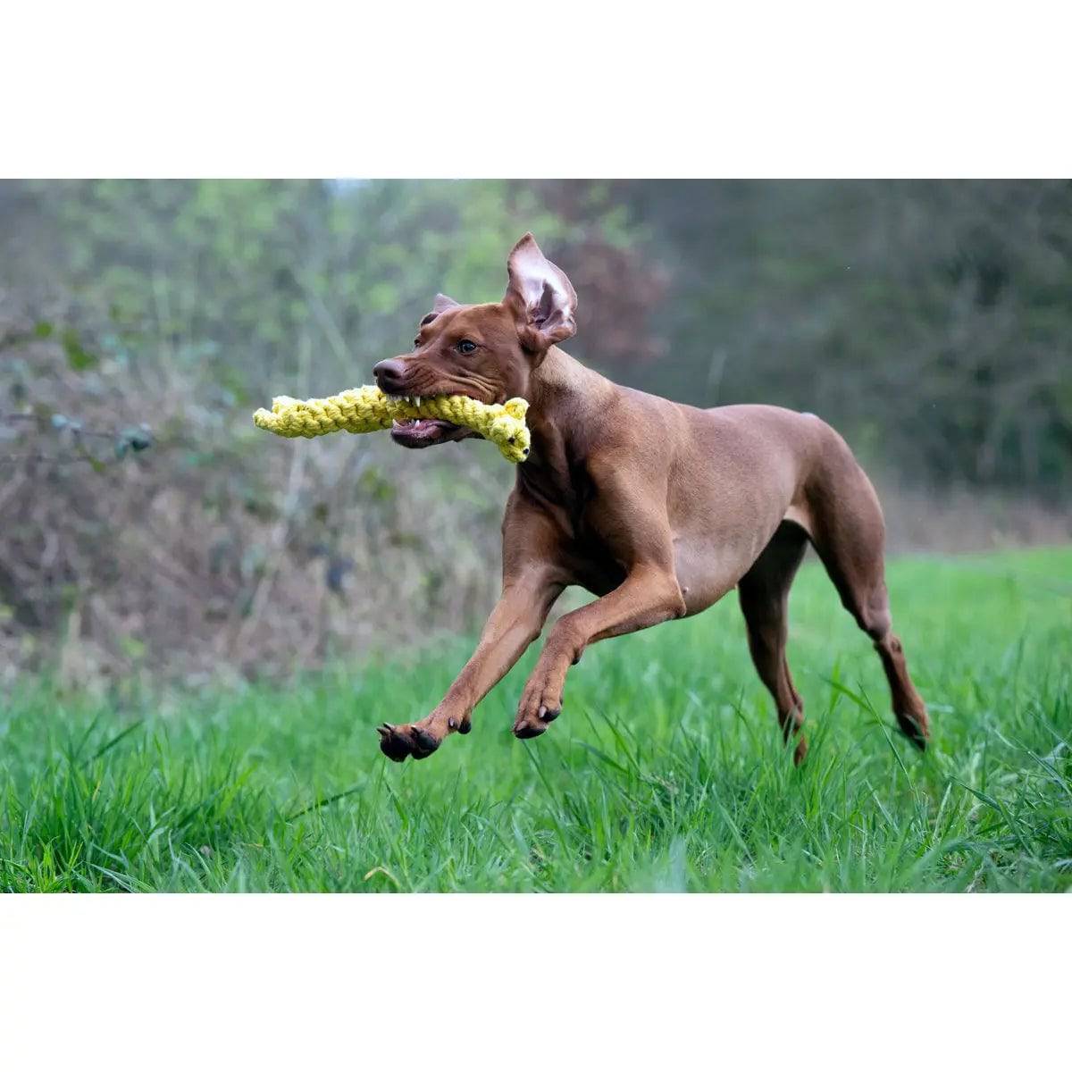 Wild Life - Spielzeug-Set für Hunde LABONI