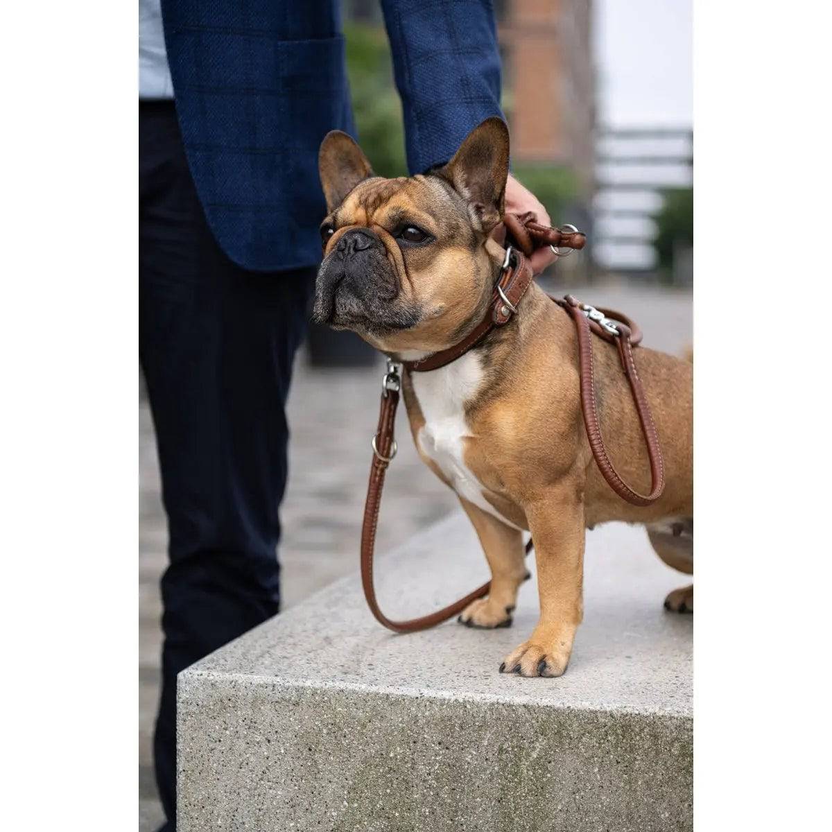 AMICI Cognac - Elegante Rundleine für modebewusste Hundefreunde LABONI