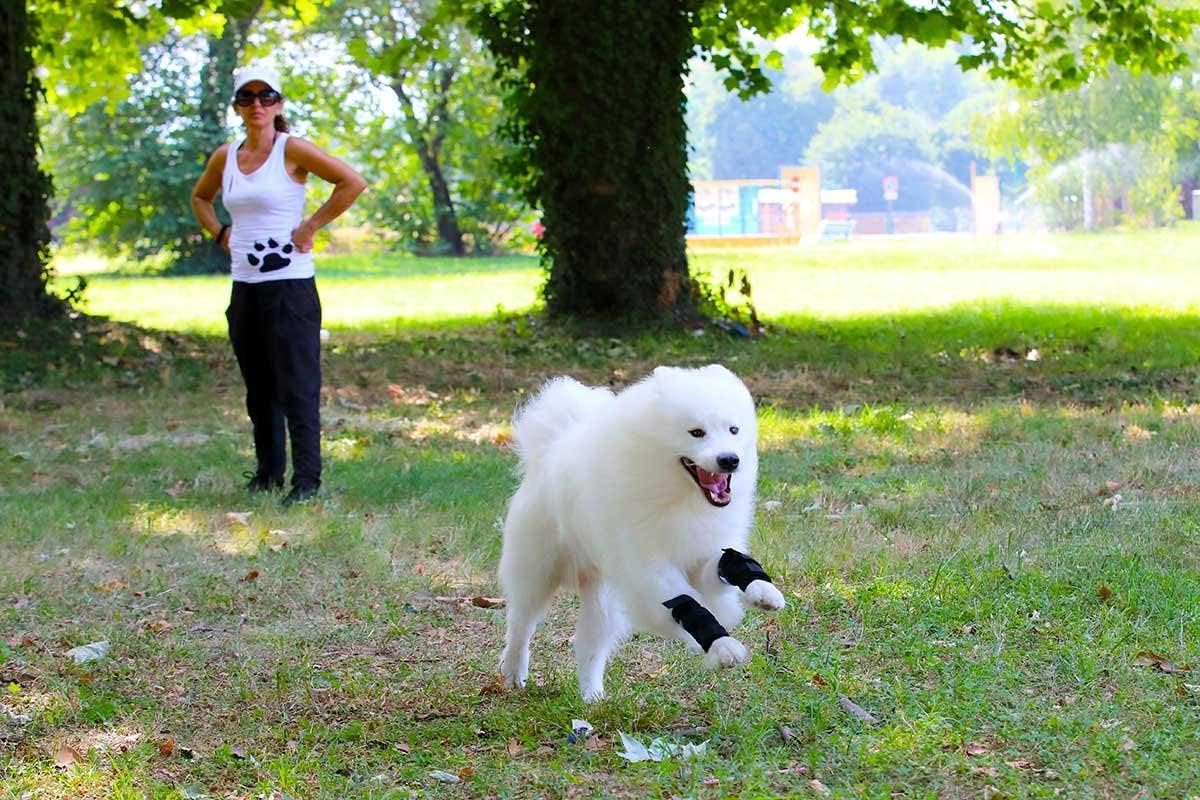 Sportbandage für Hunde Nature Pet