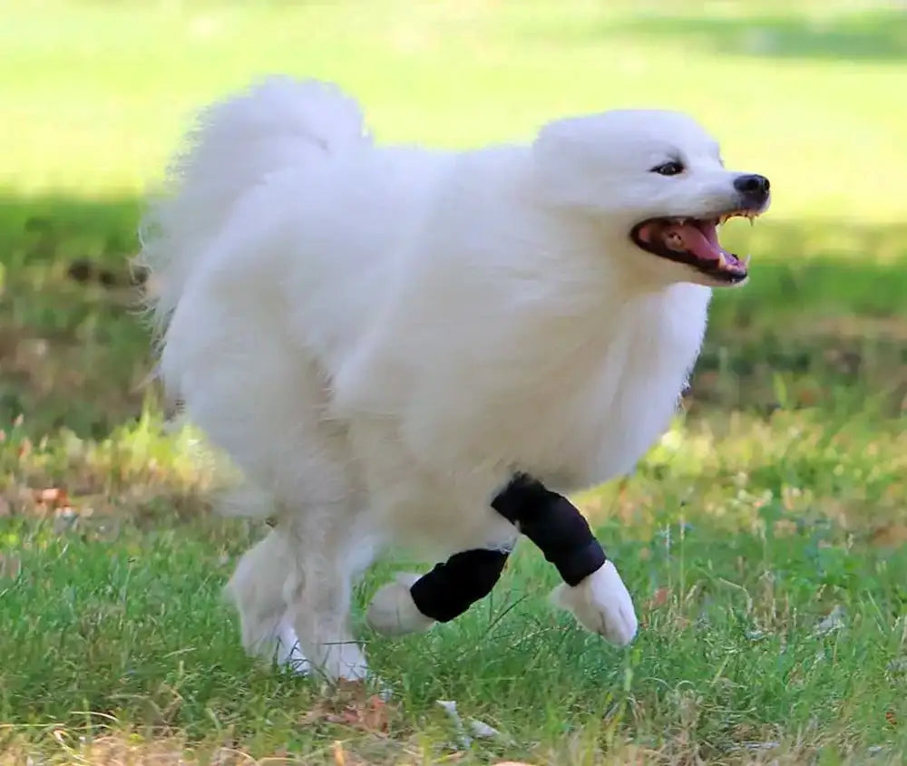 Sportbandage für Hunde Nature Pet