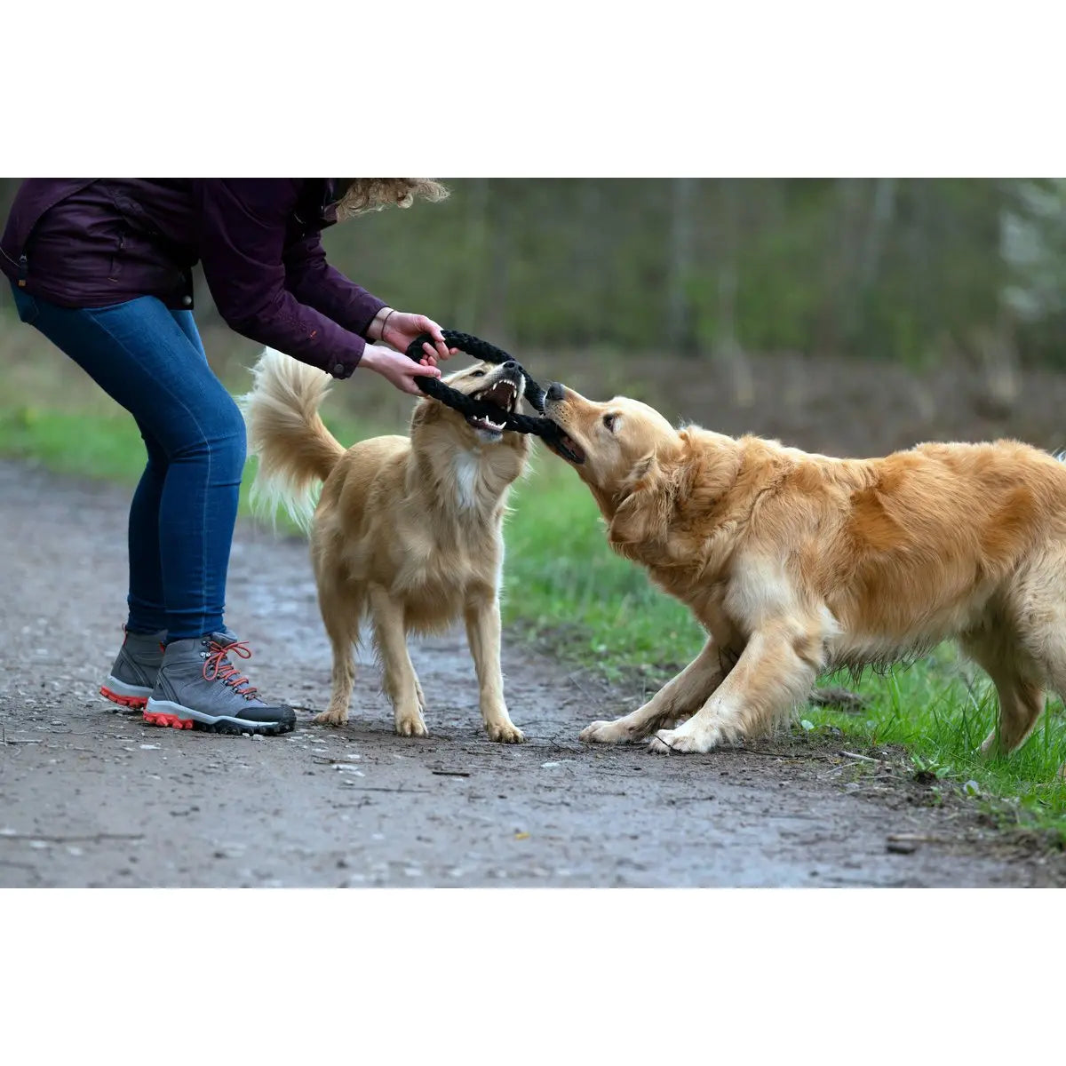 Ringo Ring - Kult-Spielzeug für Hunde LABONI