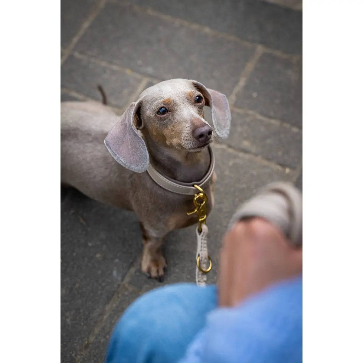 AMICI Ivory - Elegante Rundleine für modebewusste Hundefreunde LABONI