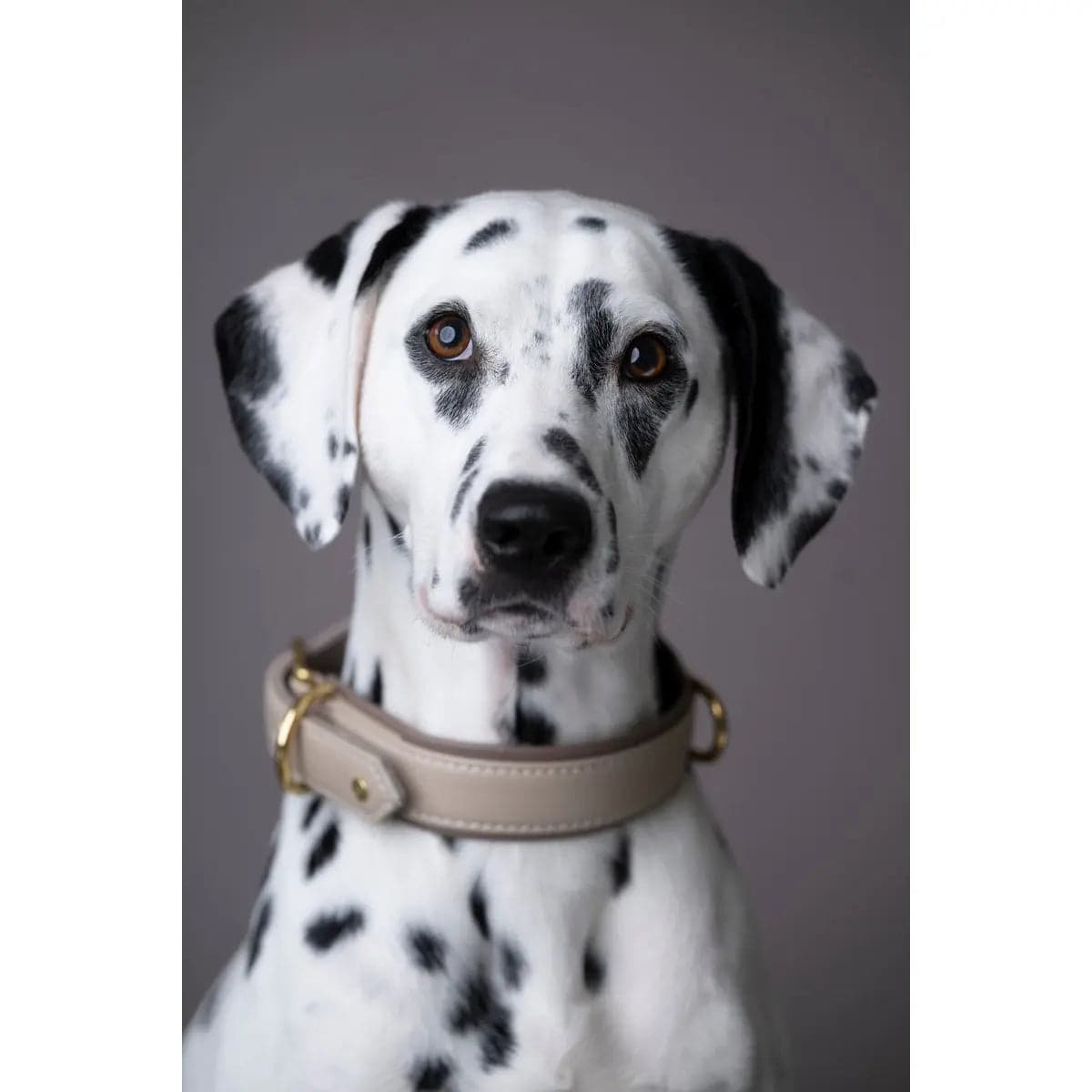 AMICI IVORY - Stilvolles Nappa-Halsband für modebewusste Hundefreunde LABONI