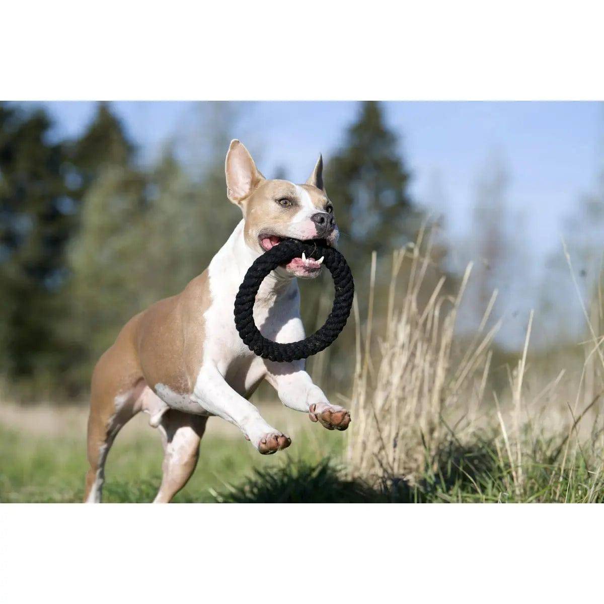 Ringo Ring - Kult-Spielzeug für Hunde LABONI