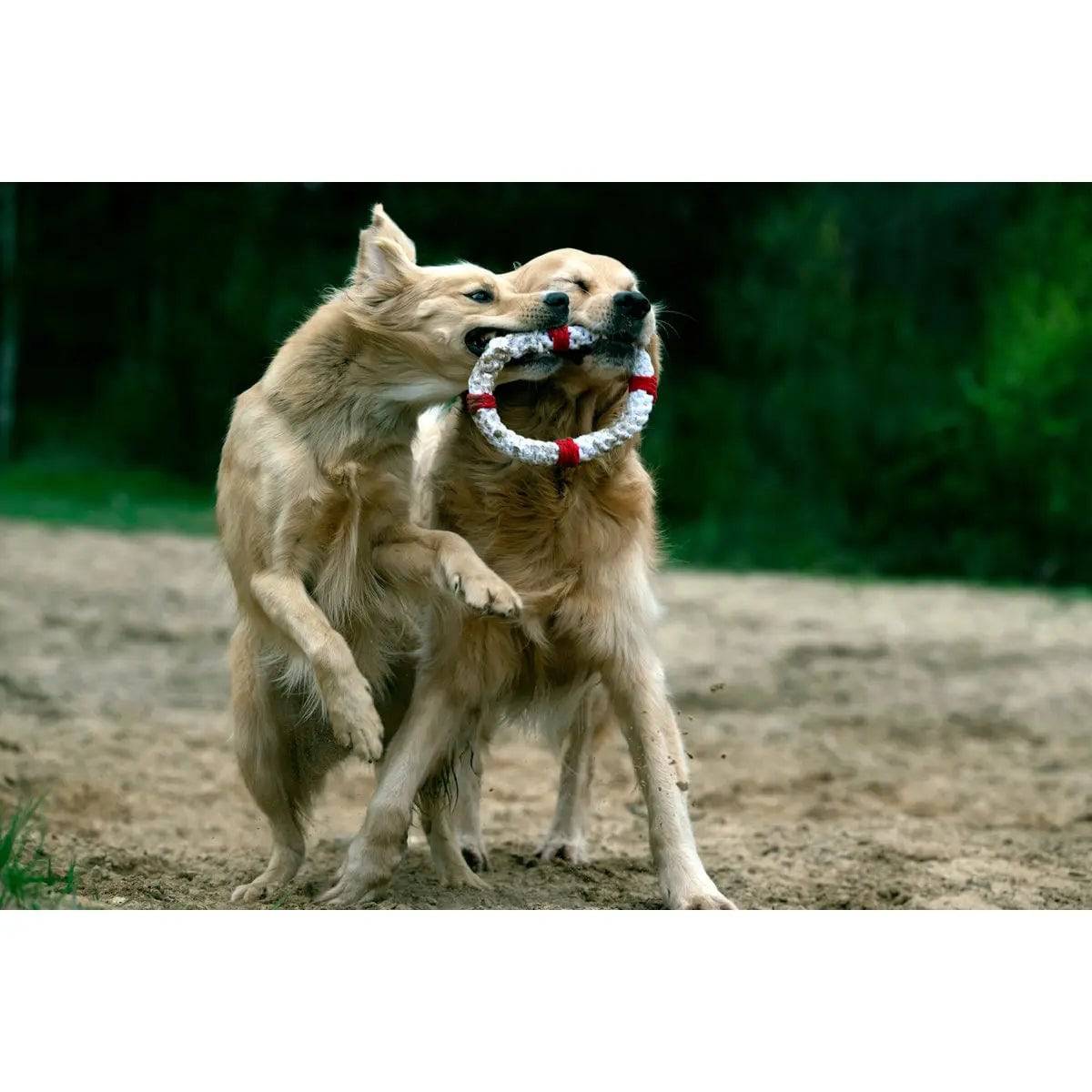 Rita Rettungsring - Kult-Spielzeug für Hunde LABONI