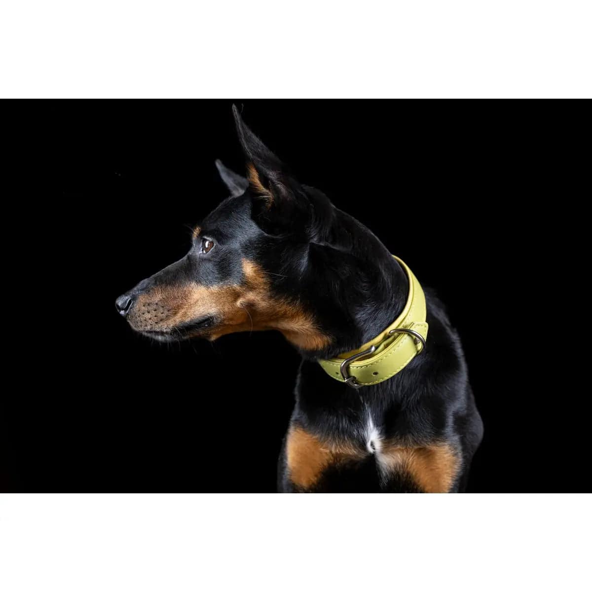 AMICI Lemon - Stilvolles Nappa-Halsband für modebewusste Hundefreunde LABONI