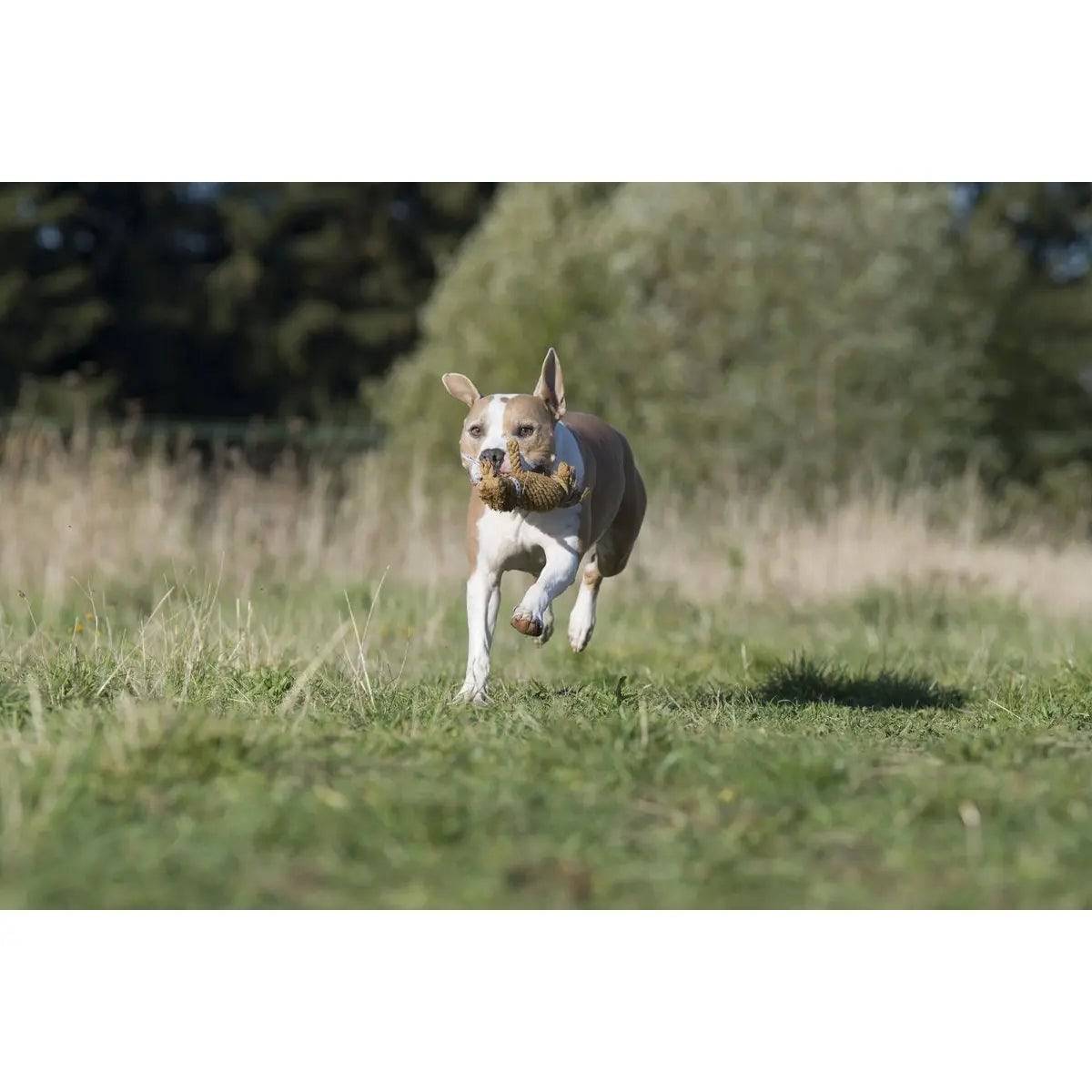 Franz Pferdinand - Kult-Spielzeug für Hunde LABONI