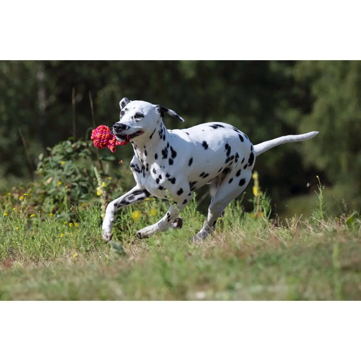 Maxi Schleuderball - Kult-Spielzeug für Hunde LABONI