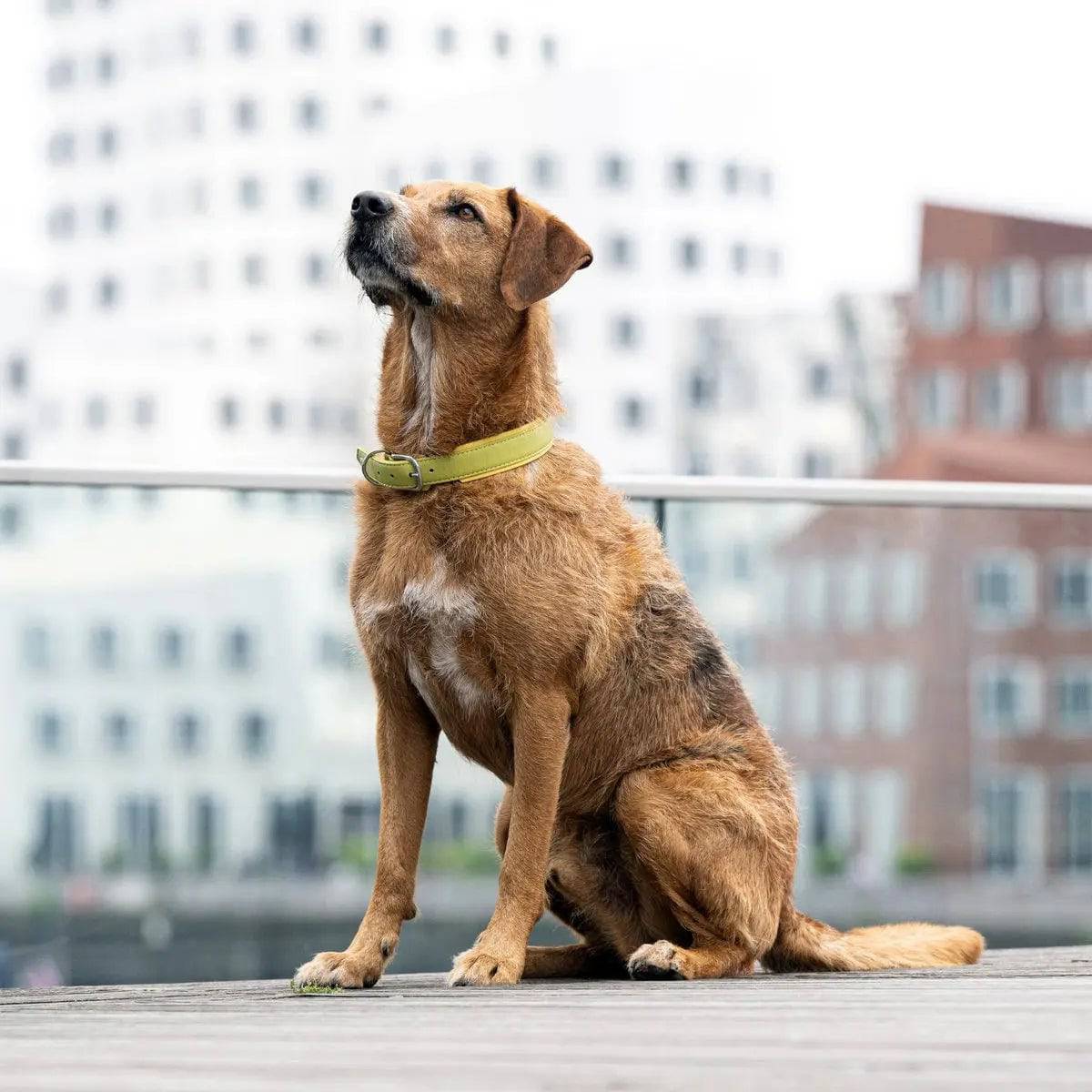 AMICI Lemon - Stilvolles Nappa-Halsband für modebewusste Hundefreunde LABONI