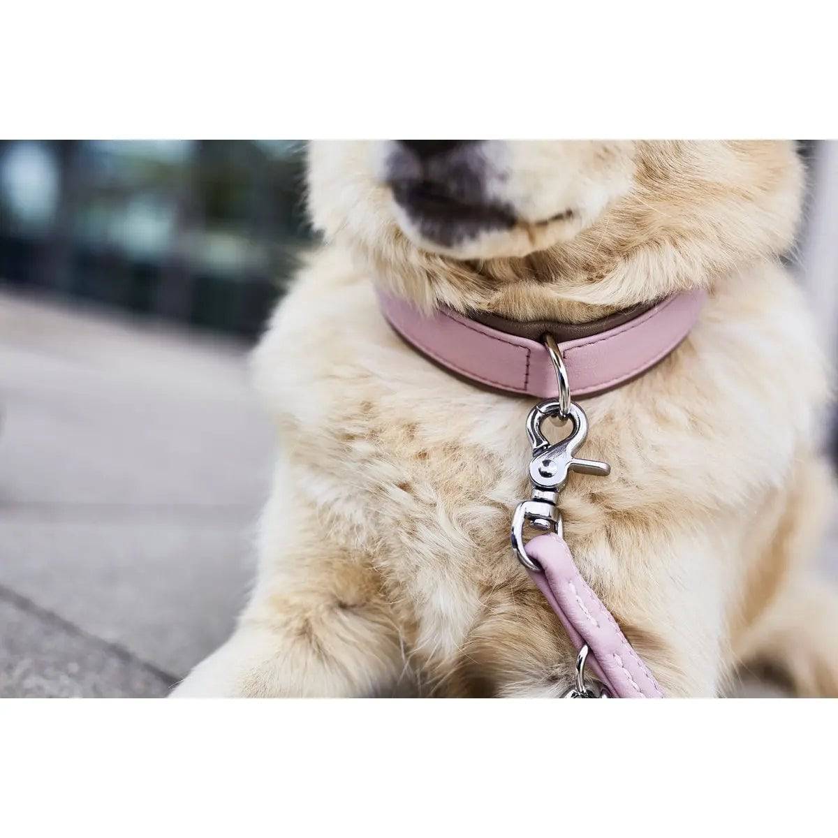 AMICI ROSE - Stilvolles Nappa-Halsband für modebewusste Hundefreunde LABONI