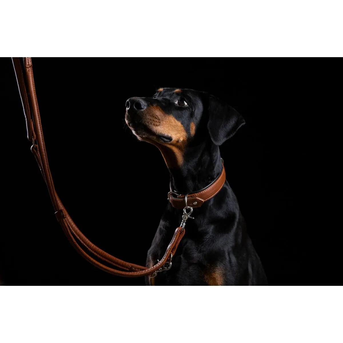 AMICI Cognac - Elegante Rundleine für modebewusste Hundefreunde LABONI