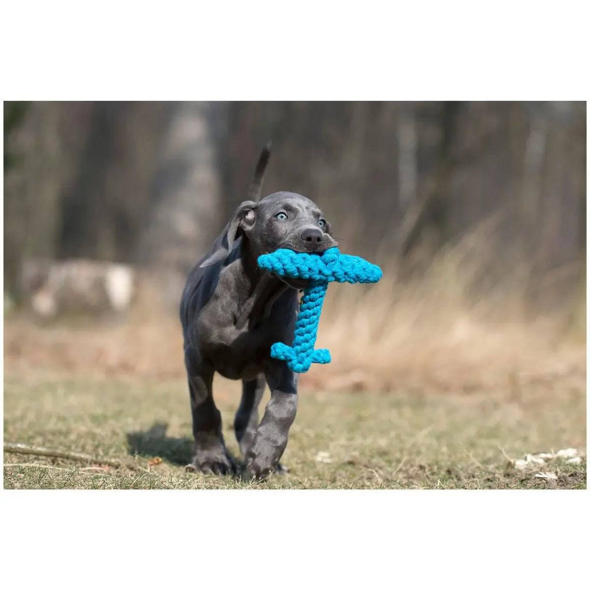 Ahoy LABONI - Spielzeug-Set für Hunde LABONI