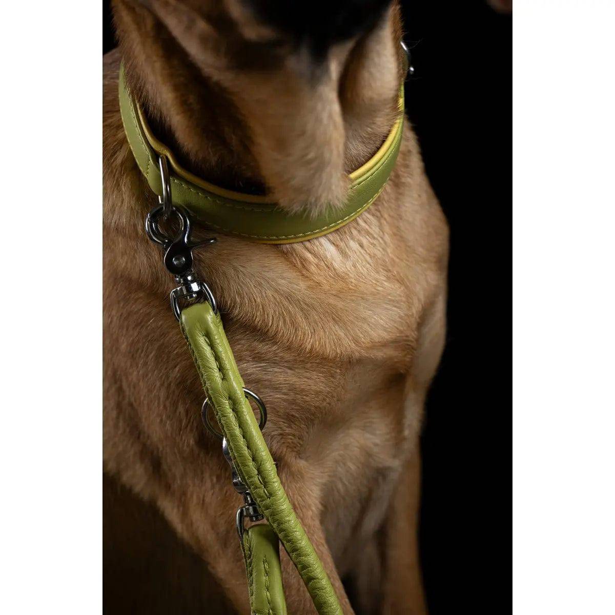 AMICI Lemon - Elegante Rundleine für modebewusste Hundefreunde LABONI