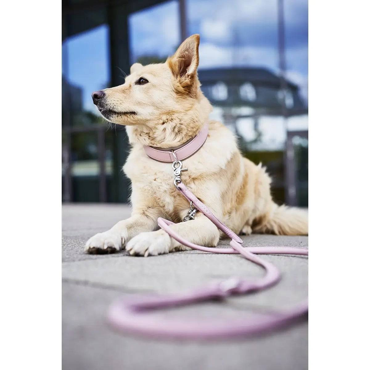 AMICI ROSE - Stilvolles Nappa-Halsband für modebewusste Hundefreunde LABONI