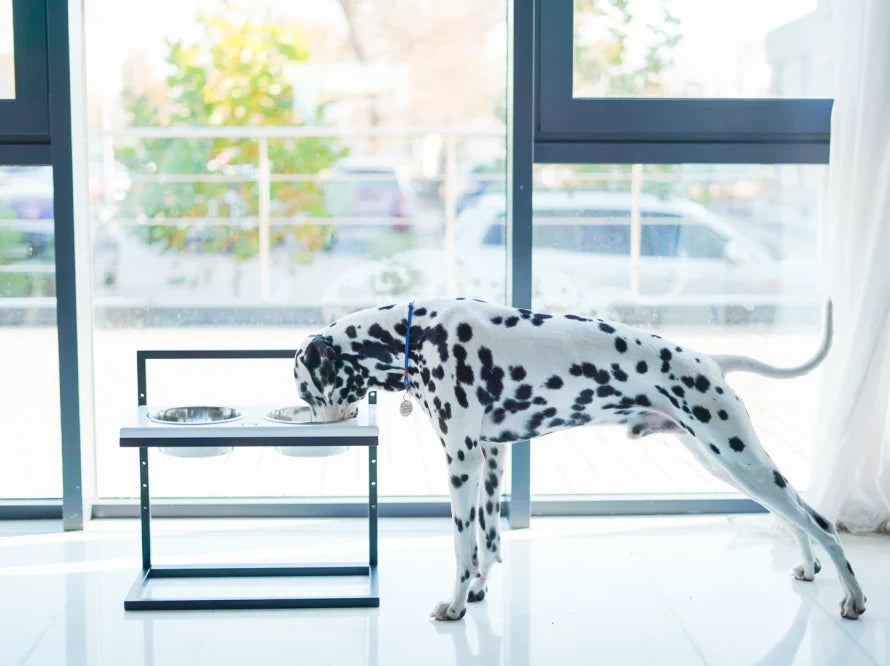 Höhenverstellbaren Hundenapf LIFT / Holz Napfständer mit zwei Edelstahlnäpfen für Hunde / schwarzer Metallrahmen HARLEY & CHO