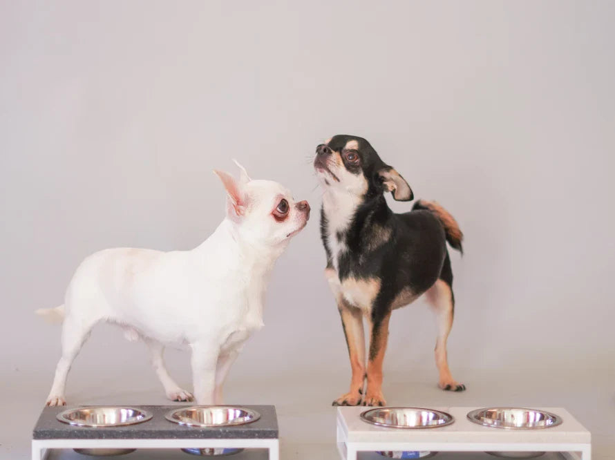 LUNCH BAR Hundenapf / Kunststein Napfständer mit zwei Edelstahlnäpfen für kleine Hunde / weißer Metallrahmen HARLEY & CHO