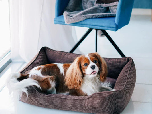 DREAMER orthopädisches Hundebett aus Möbelcord mit Handwerklich/ Höchste Funktionalität HARLEY & CHO
