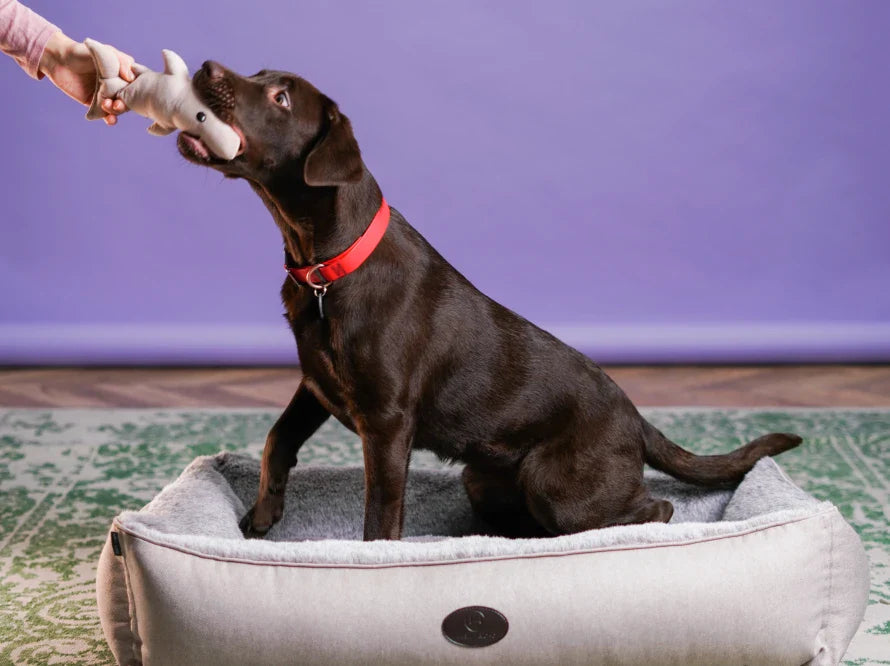 BABY SHARK Hundespielzeug / interaktives Plüschtier / sanftes Rascheln HARLEY & CHO