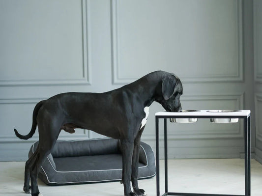 DINNER Hundenapf / Holz Napfständer mit zwei Edelstahlnäpfen für große und riesige Hunde / schwarzer Metallrahmen HARLEY & CHO