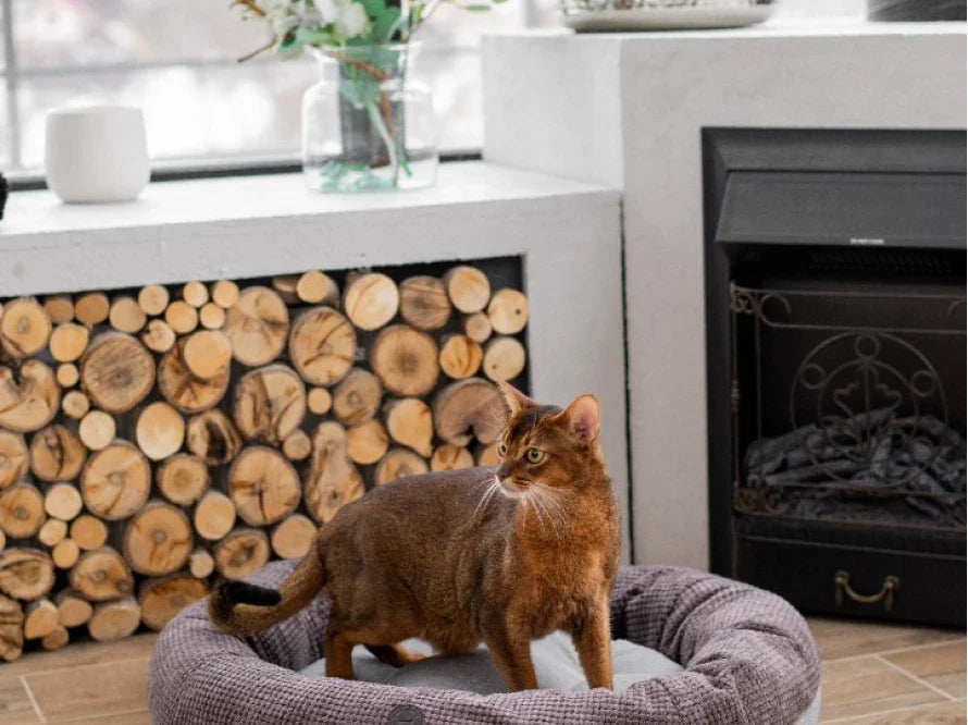 BAGEL Katzenbett aus Möbelcord HARLEY & CHO