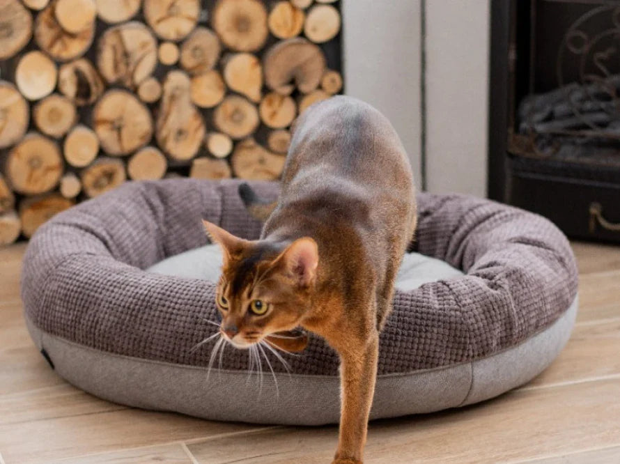 BAGEL Katzenbett aus Möbelcord HARLEY & CHO