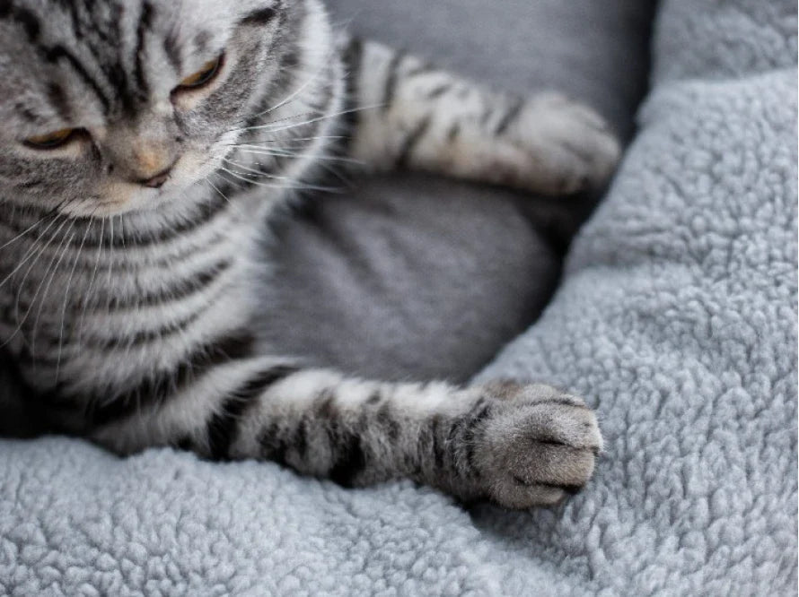 BAGEL FUR Katzenbett aus Kunstfell / Möbelstoff HARLEY & CHO