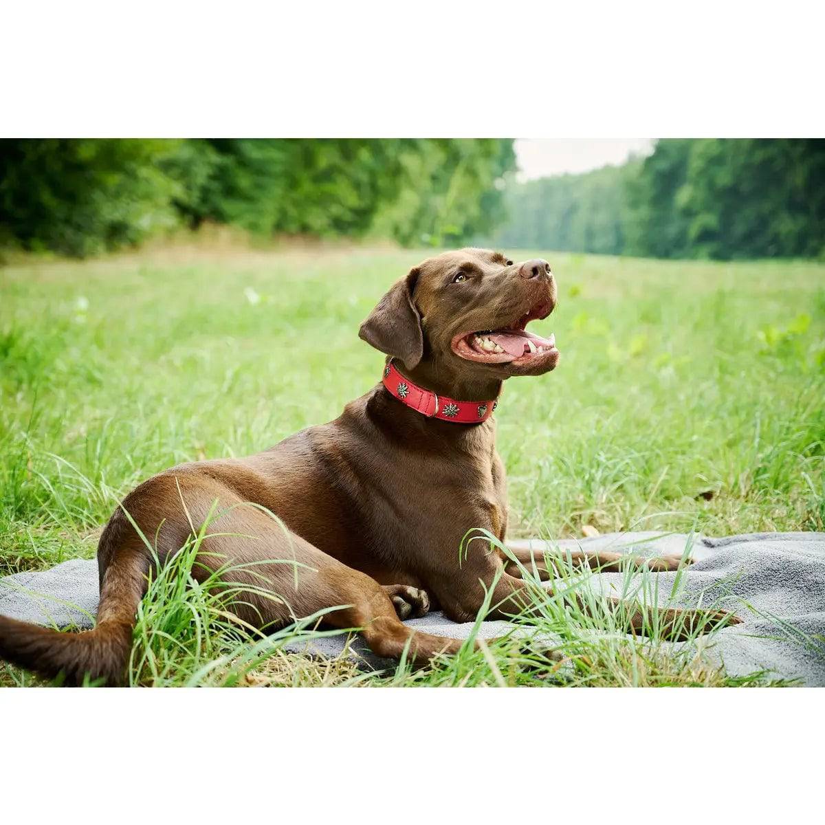 EDELWEISS - Elegantes Hundehalsband mit stilvollen Applikationen LABONI