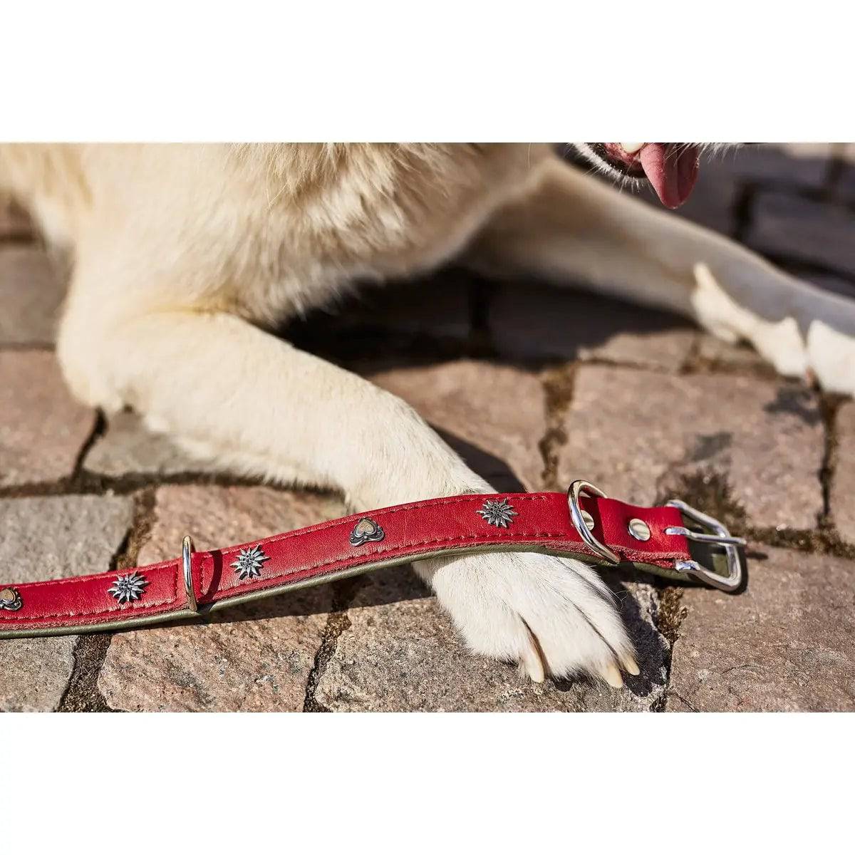 EDELWEISS - Elegantes Hundehalsband mit stilvollen Applikationen LABONI