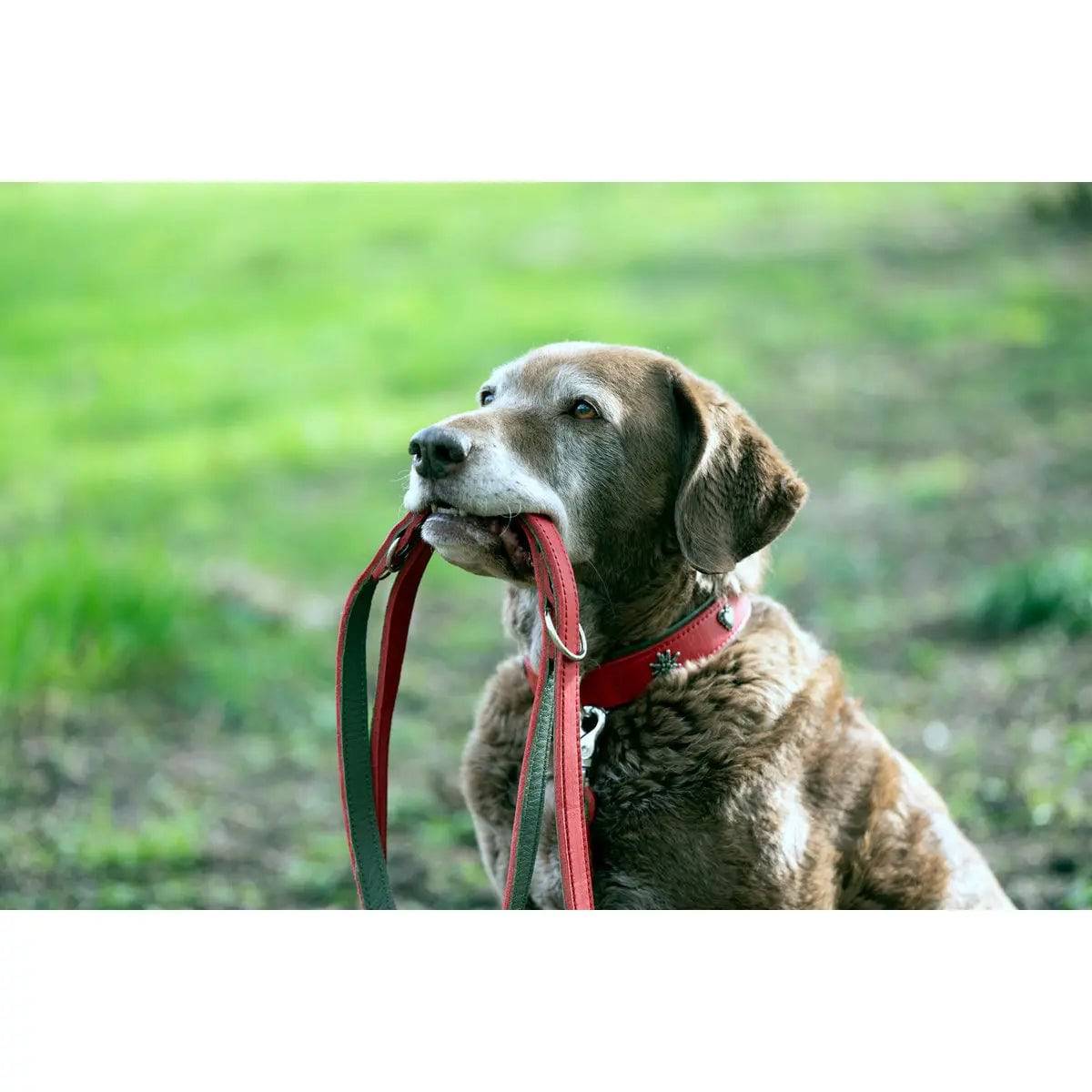 EDELWEISS - Elegantes Hundehalsband mit stilvollen Applikationen LABONI