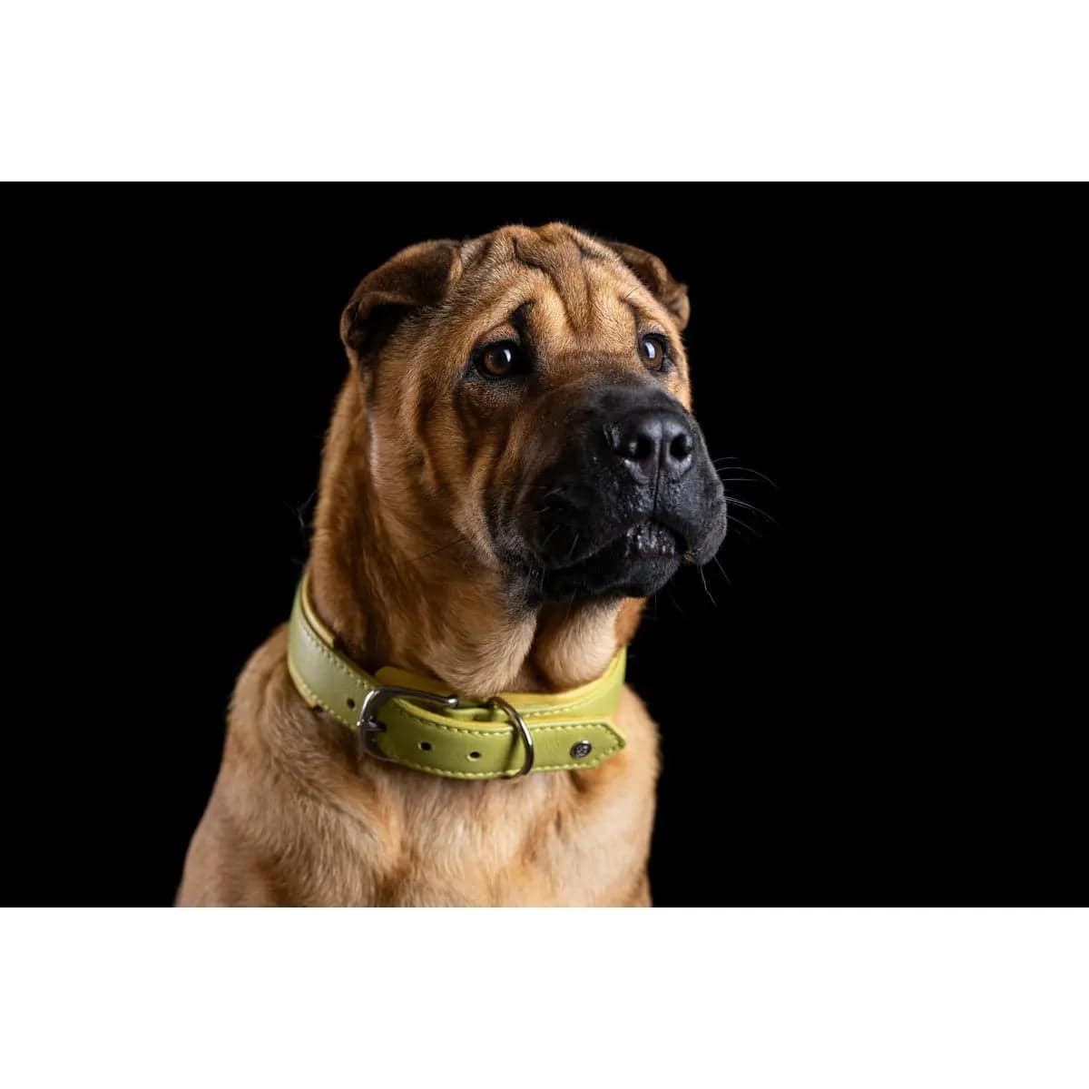 AMICI Lemon - Stilvolles Nappa-Halsband für modebewusste Hundefreunde LABONI