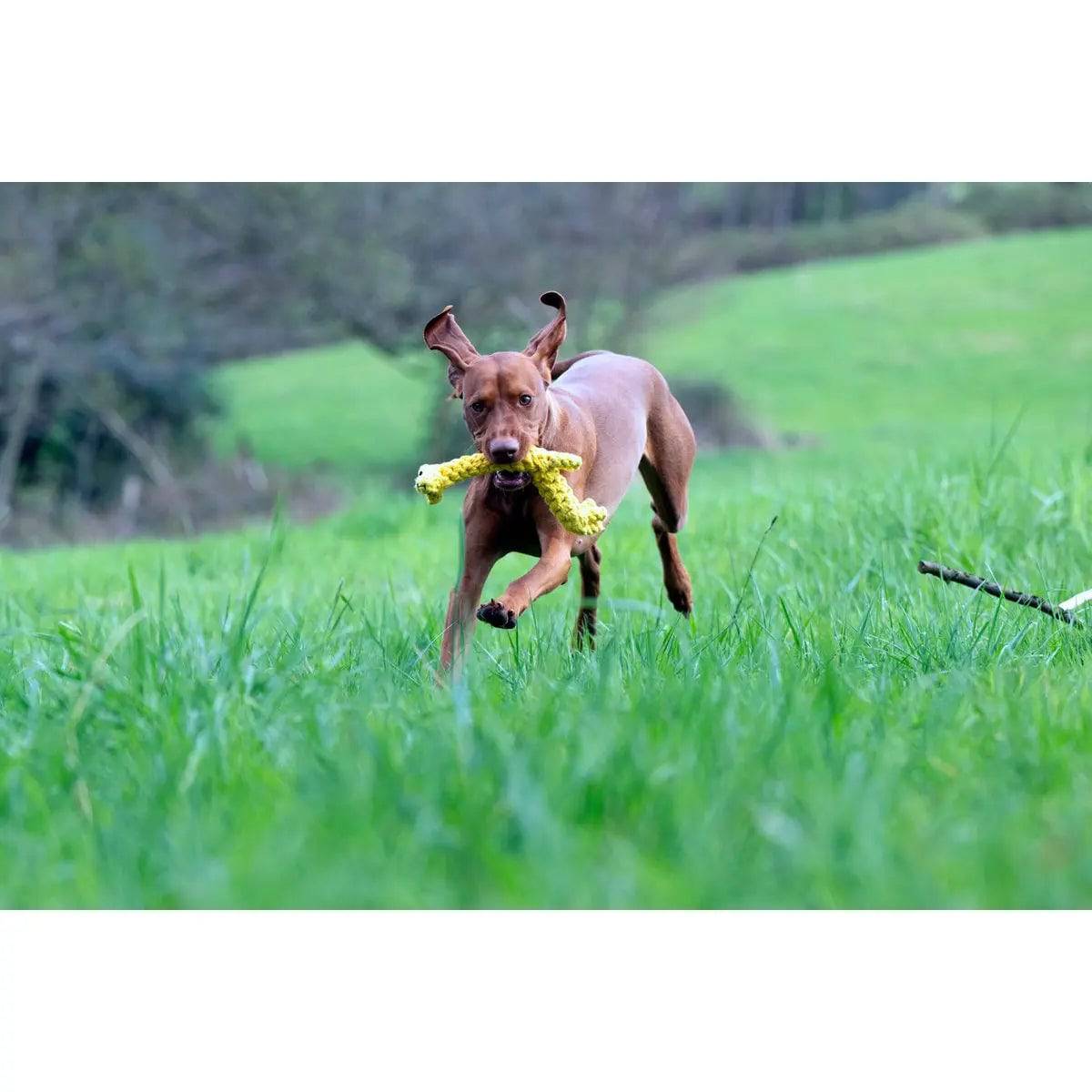 Wild Life - Spielzeug-Set für Hunde LABONI