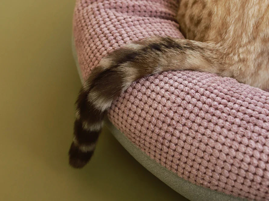 BAGEL Katzenbett aus Möbelcord HARLEY & CHO