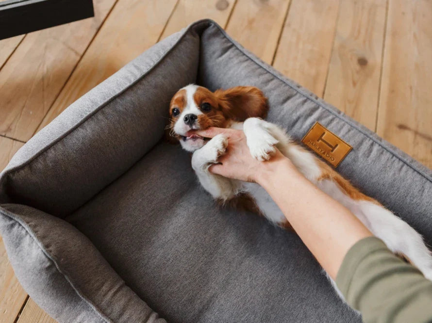 DREAMER orthopädisches Hundebett aus Strukturgewebe mit Handwerklich / Höchste Funktionalität HARLEY & CHO